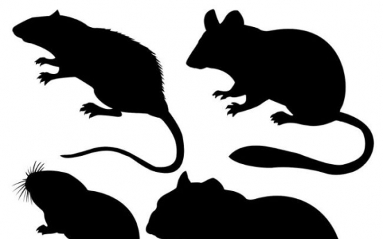 For New York rats, a question of sink or swim