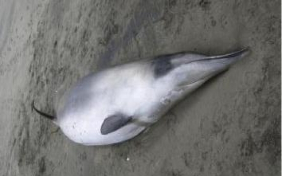 Mysterious whales seen in New Zealand