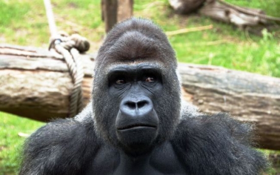 Gorillas get birth control at U.S. zoos