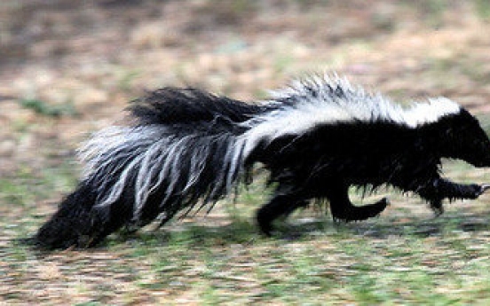 Skunk knocks Colorado TV station off air