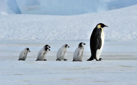 Argentine experts find giant penguin fossils in Antarctica