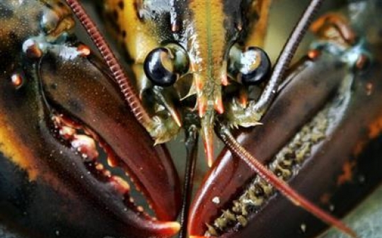 Like trees, lobsters show age in growth rings