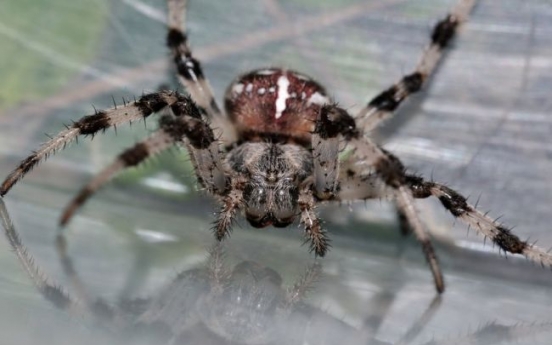 Deadly spiders mistakenly shipped to U.K.