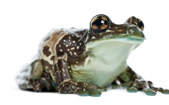 Frogs in milk could lead to new drugs