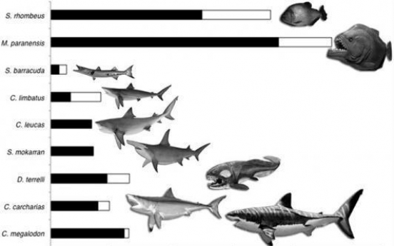 Ancient 'Megapiranha' had strongest bite