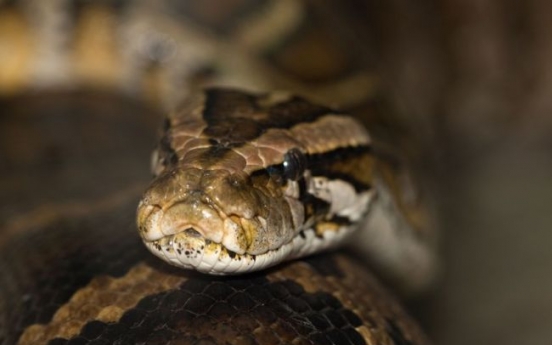 17-foot python spotted, killed in Florida