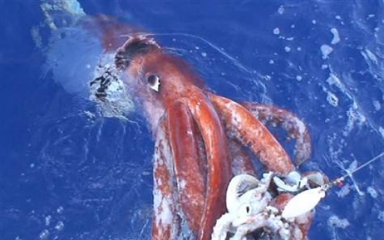 Giant squid filmed in Pacific depths: Japan scientists