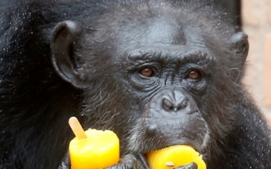 Apes have a sense of fairness: report