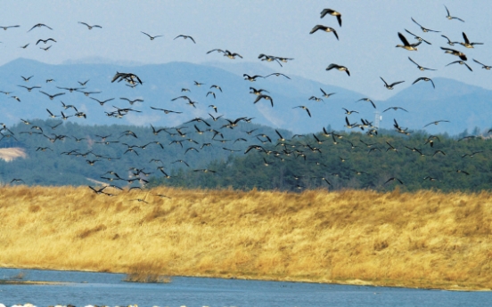 Upo Wetlands full of life, history and beauty