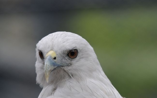 Britain: Birds said harmed by pollutant