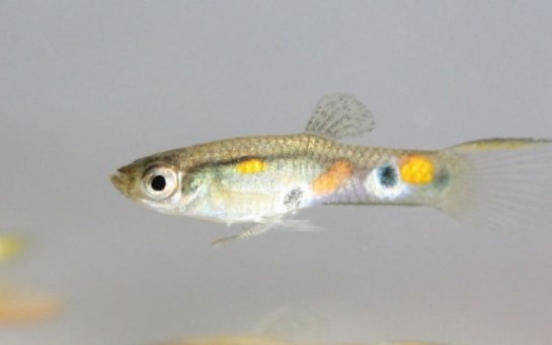 Guppies use ugly friends to seem more attractive