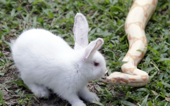 Demise of Neanderthals linked to rabbits