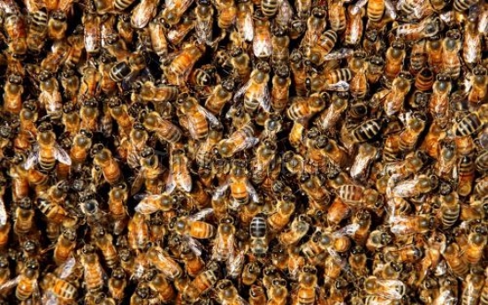 Bee stings might help destroy HIV cells