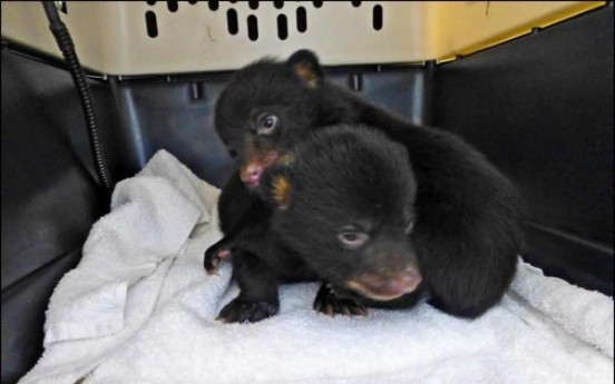 Bear cubs found in box at roadside