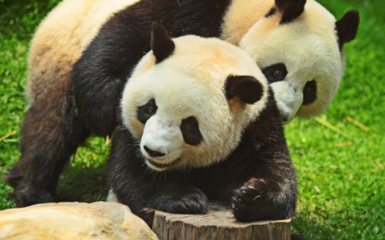 Chinese zoo shows pandas ‘porn’ to get them mating