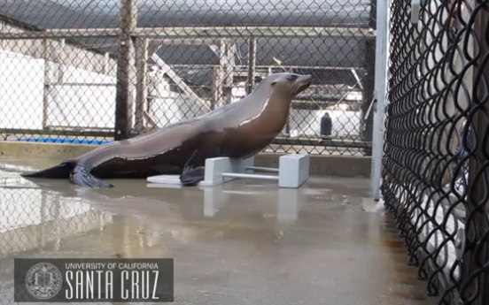 ‘Beat-keeping sea lion’ Ronan picks up YouTube hits