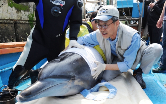 Dolphin to be released back into wild