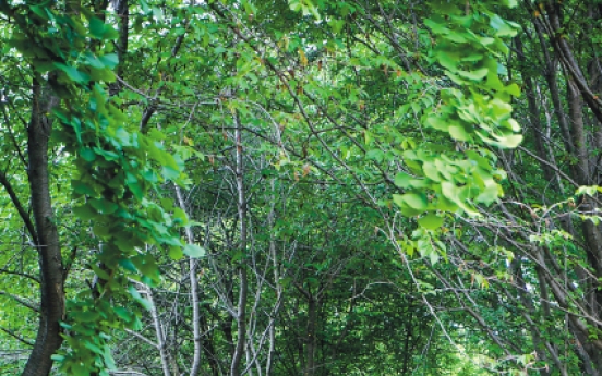 A historic walk on Ganghwado Island