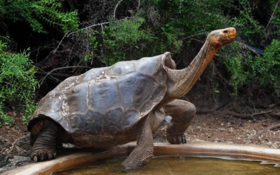 Effort to revive Galapagos tortoises once thought extinct