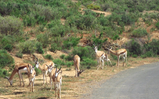 Up close with animals of Africa