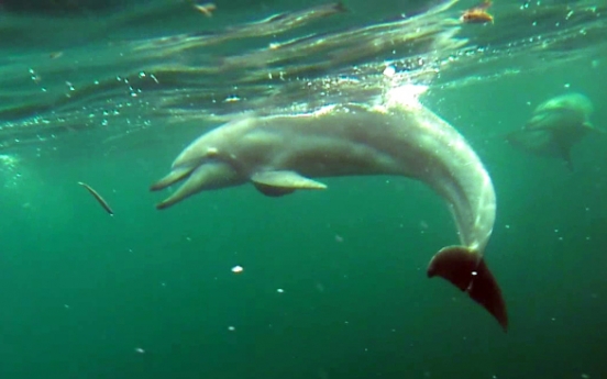 Two illegally captured dolphins freed off Jeju