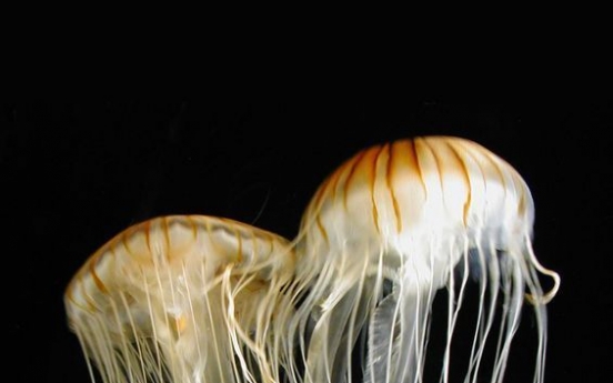 Alert issued on toxic jellyfish hitting Korean shores