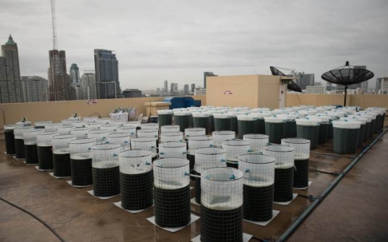 Edible algae ― coming to a rooftop near you?