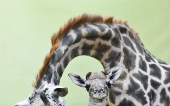 Everland giraffe breaks calf record