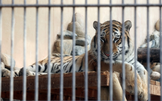 Zookeeper attacked by tiger