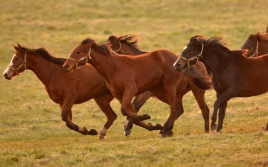 [Photo News] Year of horse