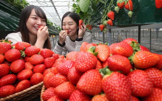 '딸기, 콜레스트롤 낮추는데 특효'  칼로리도 낮아