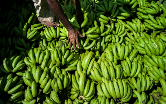 Disease threatens world’s bananas: U.N.