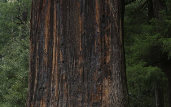 California’s redwoods: Land of the giants