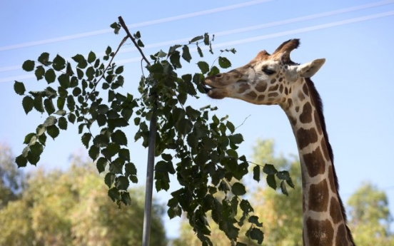 Sacramento Zoo wants your yard waste