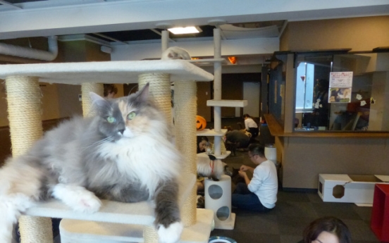 Feline fans flock to cat cafes around world