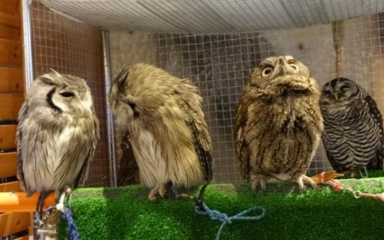 It’s a hoot hanging out with owls at Tokyo cafe