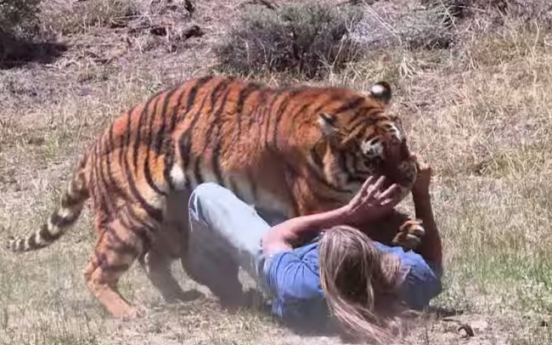 180kg 호랑이, 인간 공격영상 ‘충격’