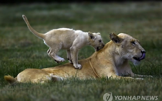 남아공 동물원서 관광객 사자에 물려 숨져