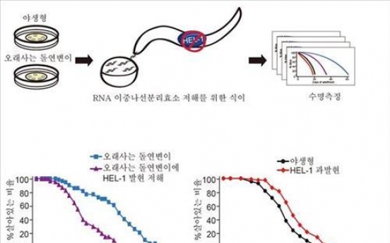 수명조절 RNA효소 발견…예쁜꼬마선충 수명 18% 연장