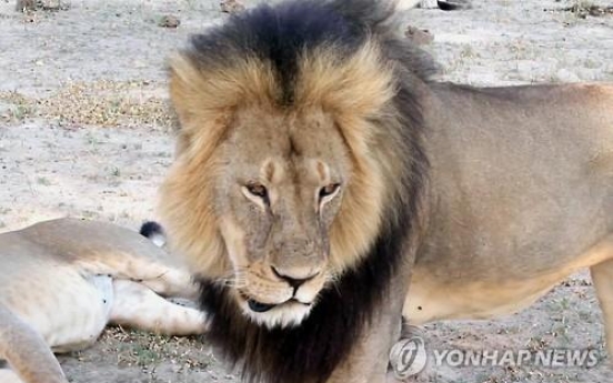 '세실' 살던 황게국립공원서 사자 공격으로 여행가이드 사망