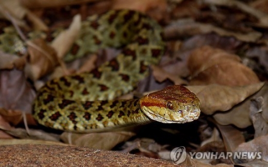 브라질서 17개월 유아가 맹독 살무사 물어 죽여