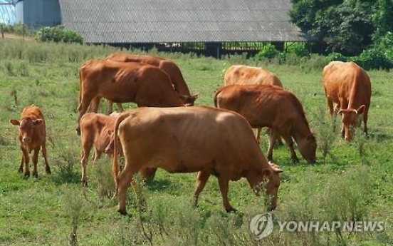 Falling number of Korean cattle raises price worries