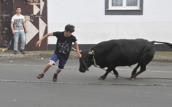 Run with the bulls on Terceira island