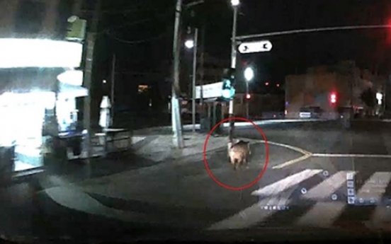 Hunt for a wild boar ongoing in Busan