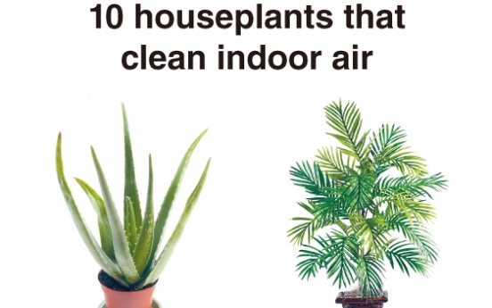 10 air-purifying houseplants