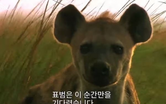 (영상) 숫표범, 암사자 네마리 상대...'초접전'