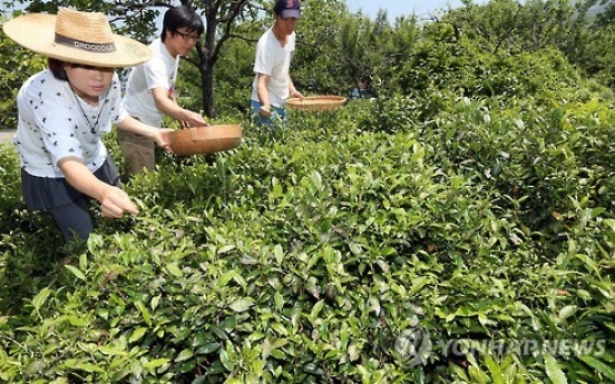 Korea eyes exports of signature green tea