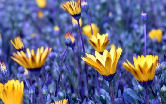 [Eye Plus] Flowers on their way to Gwanghwamun to soothe citizens