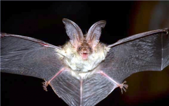 Endangered brown long-eared bat found in eastern Korea