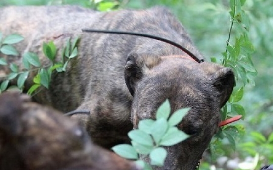 Korea to expand project keeping wild boars from threatening residents